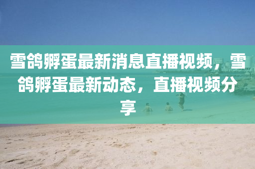 雪鴿孵蛋最新消息直播視頻，雪鴿孵蛋最新動態(tài)，直播視頻分享